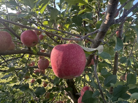 手のひらサイズ　サンフジ小玉 　2.8㎏（12～14玉）