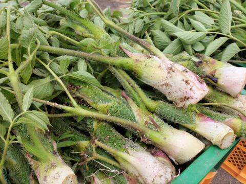 【配送エリア限定、日時指定必須】完熟イチゴの野菜セット（4種類以上）