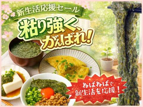 【新生活応援セール】期間限定50％増量！宗像のあかもく１０個+５個　合計１５個