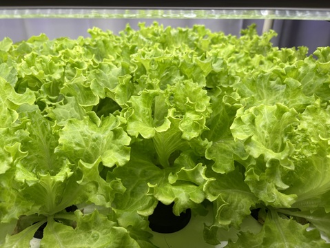 新鮮採れたて！アクアポニックス産レタスセット　300g