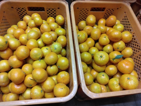 静岡県産　田口早生　M,Lサイズ  約9.5㎏