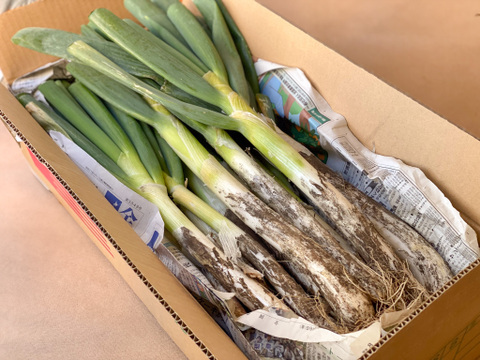 【破格のお値段！業務用向け】寒さで甘味を蓄えた新鮮長ネギ（お徳用５kg・約３０〜４０本入り）