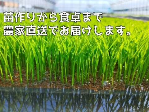 【発芽玄米餅　360g（8切入り）×8袋 】ぷちぷち食感がたまらない　新潟県弥彦村産こがねもち100%使用