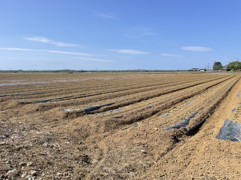 新潟の朝どり枝豆！大人数向けたっぷりサイズ！3Kg