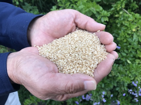 令和2年産コシヒカリ特別栽培米　玄米5㎏　古米限定！【値引き販売中】