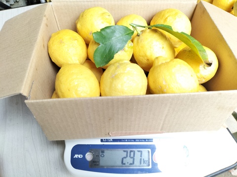 訳あり！広島県産「春レモン」(家庭用2.5kg、約13〜16個、ゆうパック60サイズ)