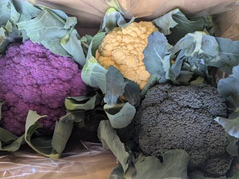 🟣🟡🟢３色セット🟢🟡🟣