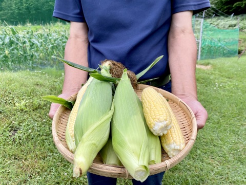 【お買い得！】濃厚な甘み！完熟◎山育ちのトウモロコシ 皮むき5～6本×2袋