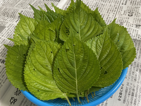 【訳あり】えごまの葉150枚セット 家庭用などにどうぞ アウトレット