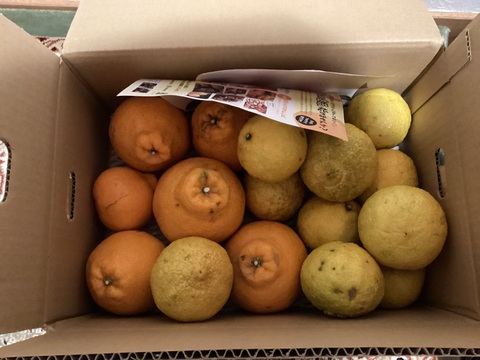 【みかん食べくらべ】はるみ2kgはるか2kg【ゲン担ぎ福袋】少々キズあり大小まざり