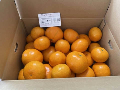 年末年始におすすめ！甘くコクのある石地温州みかん 約5kg【ゲン担ぎ福袋】