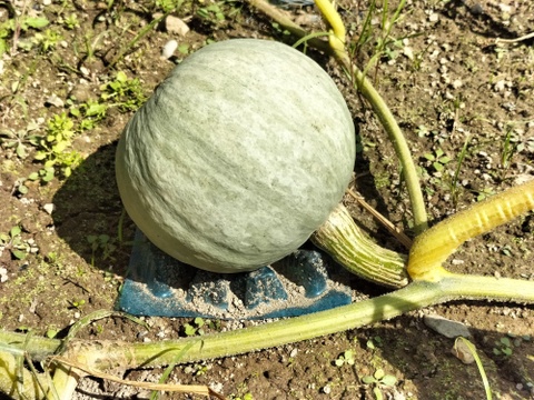 雪化粧（約1.8kg 1-2玉 ） ホクホクかぼちゃの秋田美人【冬ギフト】