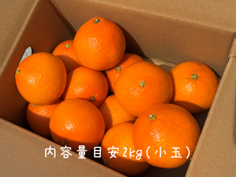 【初売り50セット限定】完熟ハウス 福まどんな《ご家庭用 2kg》｜Sサイズ｜愛媛・西宇和産