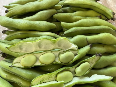 ほくほく深～い味わい❗朝穫れ❗2㎏「そら豆（さや付き）」