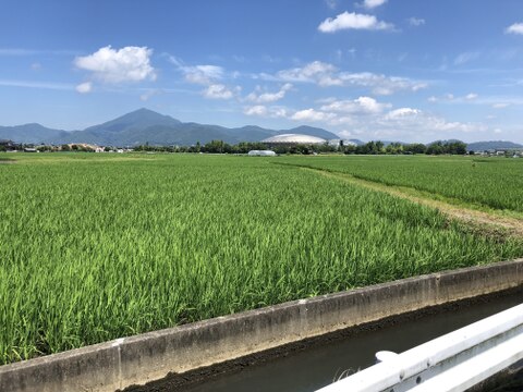 【令和3年産 （5Kg）】熊本（阿蘇山）白川の美味しい水で育てたお米