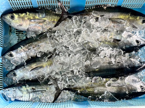 獲れ次第発送‼️クロマグロ稚魚(本ヨコ)　１匹約700〜1kg前後