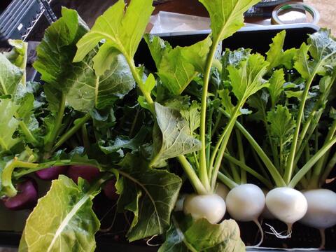 ✨農薬・化成肥料不使用のコカブ食べ比べセット1.8kg✨