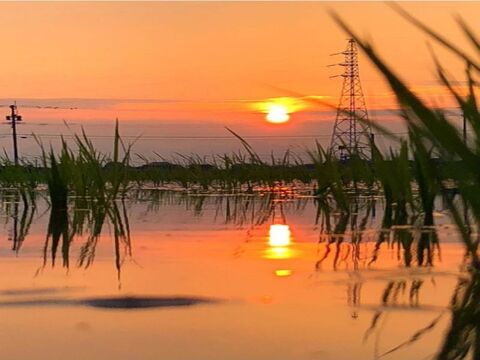 🌾お米ソムリエが作る🎯令和7年新潟県五泉市四ヶ村産ゆきん子舞5kg白米✨️