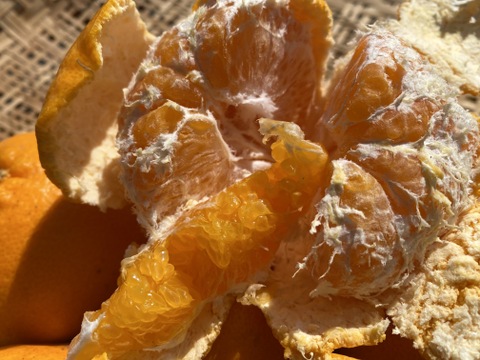 春だよ♪『はるみ』5kg（お得な家庭用）