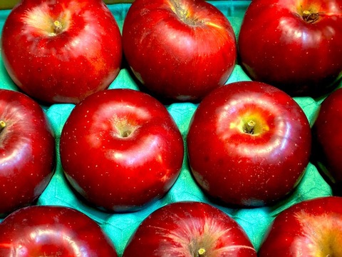 紅玉りんご　ご好評販売中　訳あり家庭専用（料理・お菓子加工専用）コース、　2.5キロコース（11から14個前後入り）