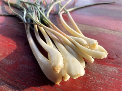 【産直 土付き】宮城県産 辛ウマ！エシャレット 200g 若採りらっきょう 自然栽培 栽培中農薬不使用 生食 太良衛門