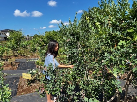 【肥料農薬不使用】2025年収穫！自慢の冷凍ブルーベリー！(1kg)