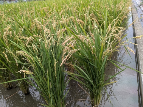 【お試し】緑肥栽培のお米　夢つくし　福岡産　1.5kg　8年産