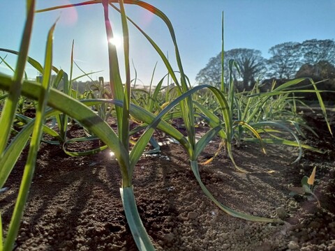 平戸ニンニク　300g