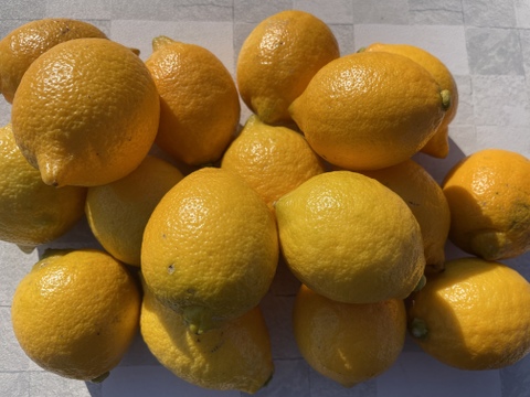 【父の日ギフト】日頃の疲れをレモンで元気に！リスボンベビーサイズ　1.5ｋｇ