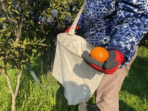 【訳ありだけど味は本物】【規格外】もったいないが美味しい🍊濃厚せとか（加工用）