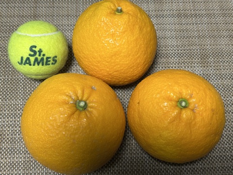 樹上完熟　木なり甘夏！　酸っぱさの中にほのかな甘みが
果汁たっぷりでとってもジューシー。
350〜500g の大玉を5kg（箱込み）でお届け。