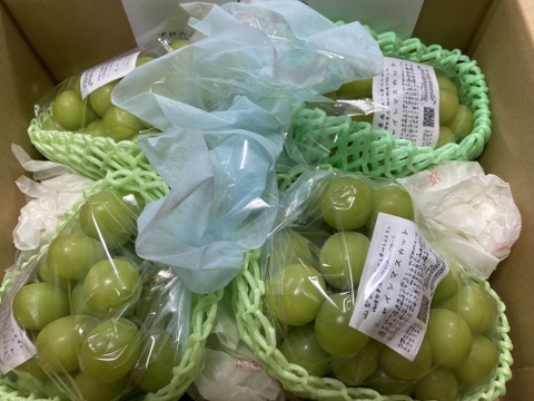 【朝どれ】【9月からお届け:1kg以上！】シャインマスカット 1kg箱