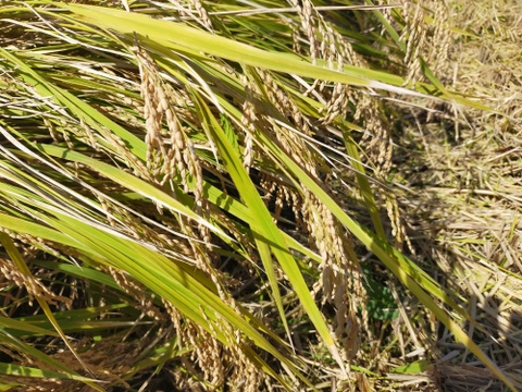 新米　自然栽培米コシヒカリ　玄米　5ｋｇ