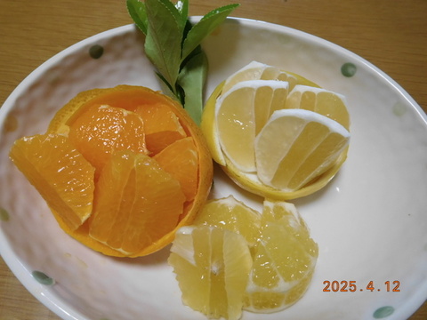 「規格外」伊豆ﾆｭｰｻﾏｰｵﾚﾝｼﾞ他「初夏の味覚/お楽しみ柑橘５種セット」　ご家庭用/正味4.5㎏