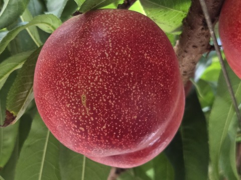 甘くてジューシー「サマークリスタル🍑」ネクタリン🍑
温室🍑無袋🍑棚栽培🍑
