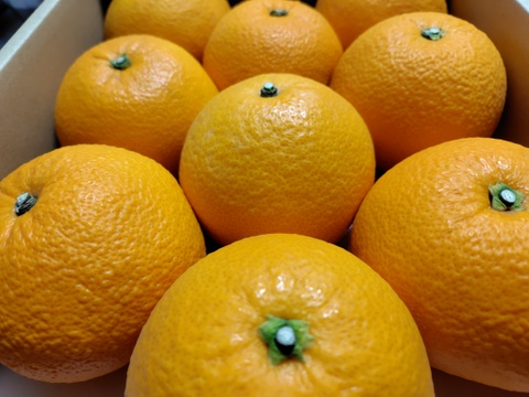 八朔のプリンセス🟠✨プリップリな紅八朔(はっさく) 3.5kg前後 8〜11玉入 Lサイズ以上