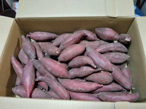 低温熟成保管‼茨城県産紅はるか2Sサイズ５㎏　さつまいも　子いも