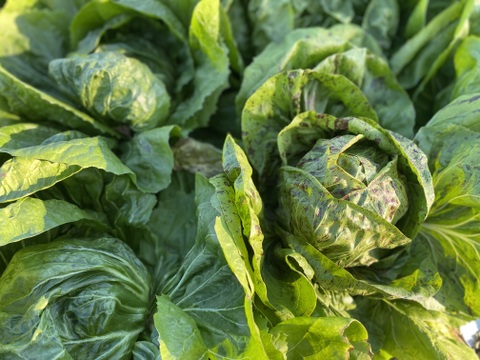 農薬・化学肥料不使用！彩り豊かなチコリー３種、5個入セット！