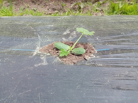 【大好評！本当に美味しい】自然栽培ズッキーニ5本