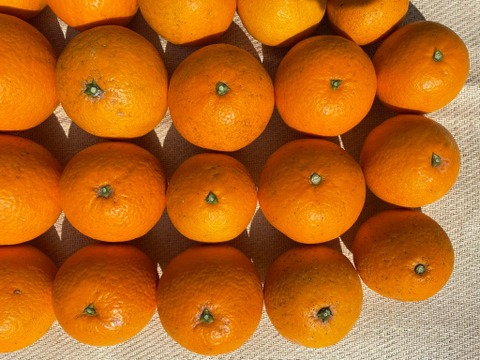 清見オレンジ(清見)　天然のゼリー　露地物　木熟　家庭用  5kg　S～3Lサイズ