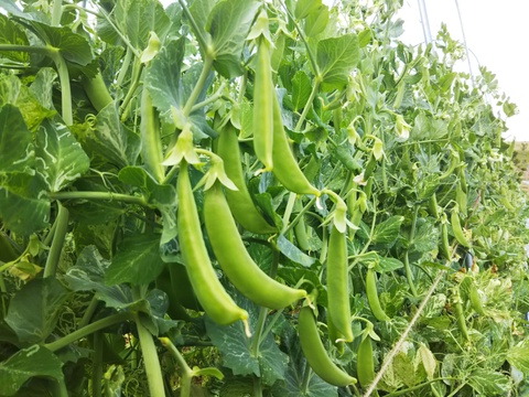 食べ比べ！フルーツスナップえんどう4種セット！！　お好みのスナップえんどうをお探しください♪（300g×4種）