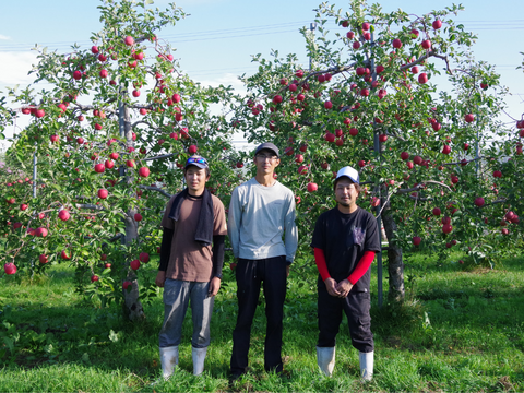 【お買い得】小玉りんご詰め合わせ（家庭用5kg・20～25玉）