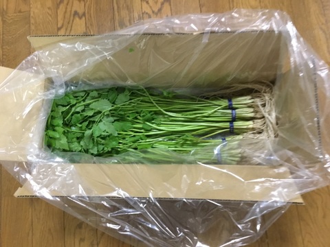 北限のせり【ネギ２本サービス中】 鍋 セリ鍋 きりたんぽ鍋  天ぷら 500g せり 三関産せり しゃぶしゃぶ セリ 家庭 ギフト お歳暮 クリスマス すき焼き 家庭 雑煮 七草 お取り寄せ野菜