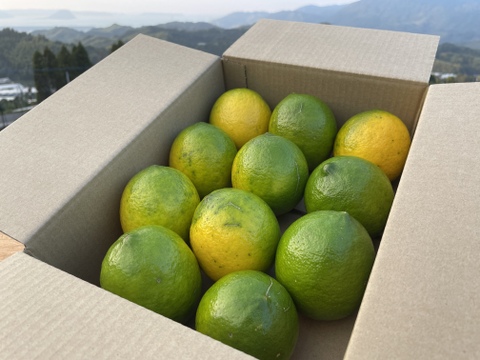 【今が旬！】グリーンマイヤーレモン、果汁たっぷり！2キロサイズ