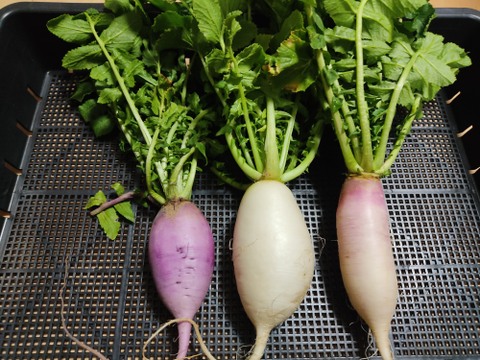 ✨朝どれサラダ野菜セット（ミニ大根2本+ミックスレタス200g+わさびリーフ200g）農薬・化成肥料不使用✨