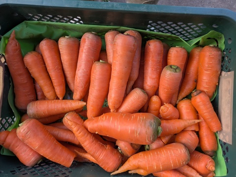 【冬期限定】博多の甘さが詰まった！冬ニンジン　約10本　1.9kg