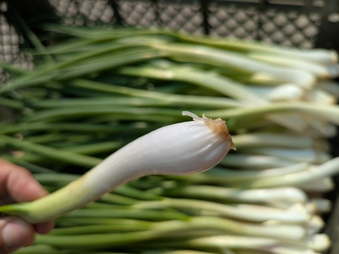 甘さと辛さの絶妙なバランス！『九州博多』のワケギ