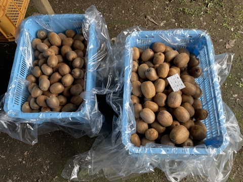 国東半島の地下水で育った栄養満点のキウイを直接お届け！『国東産キウイ』（ワケあり）小玉　中玉　ヘイワード2kg  （22〜35個）