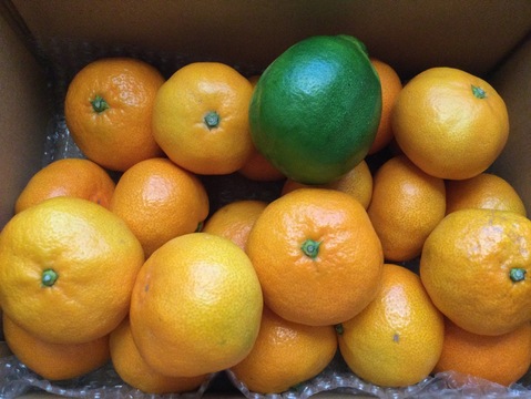 箱込約3㌔　1,000箱以上売れるゲリラセールミカン