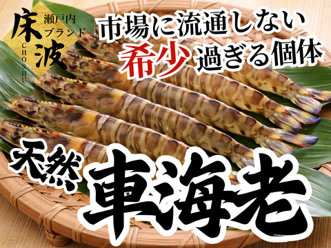 🦐幻の天然個体🦐養殖では辿り着けない希少水揚げ『天然国産車エビ』長州床波ブランド【9月上旬予約】